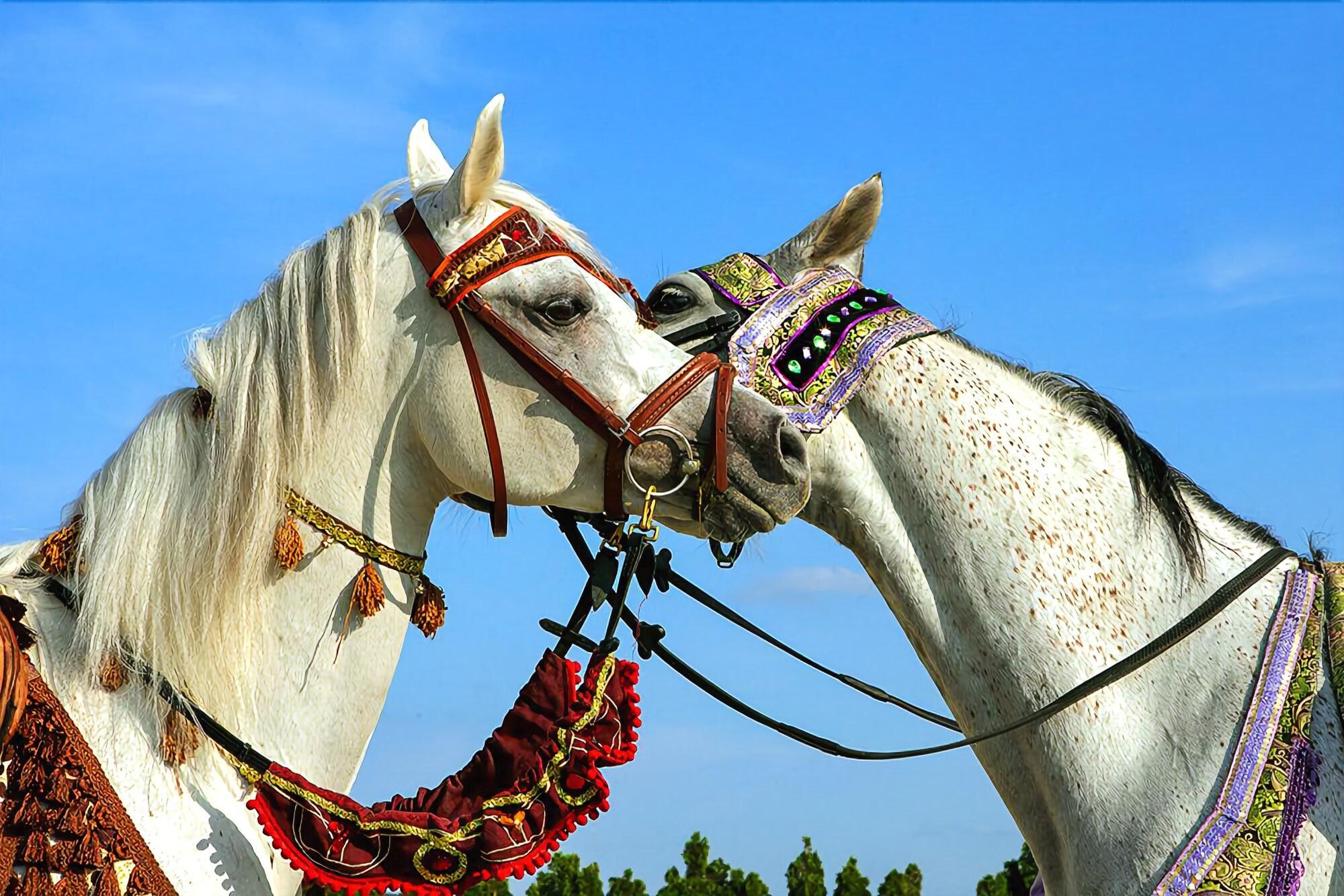 Instalaciones Recreativas Great Pyramid Inn