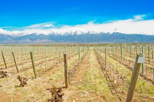 Paquete - Finca Boutique Un Buen Año