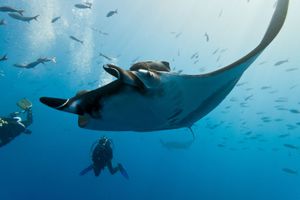 Actividad - Buceo certificado con 2 tanques en la Paz