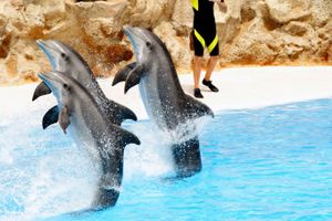 Passagem - Voos para Orlando