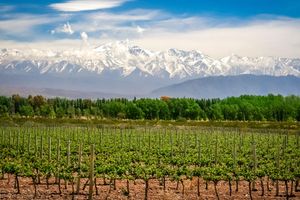 Vuelo - Vuelos a Mendoza