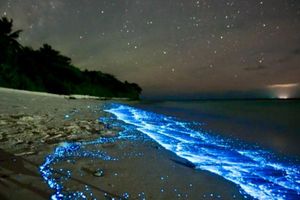 Actividad - Tour al atardecer y bioluminiscencia en Los Arcos
