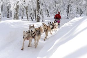 Passeio - Floresta Husky e transferência para Cerro Chapelco