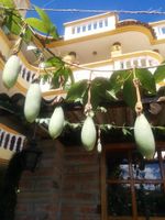 Alojamiento - Hostal Curiñan