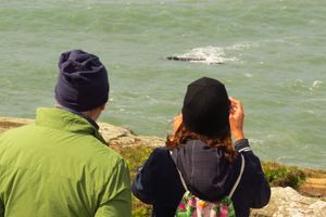 Actividad - Búsqueda de ballenas