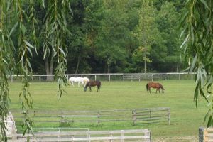 Alquiler Vacacional - Peaceful Retreat on Horse Farm that welcomes dogs!