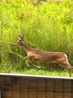 Alquiler Vacacional - Ocala Forest Escape-Rodman Dam area (Ft. McCoy/ Palatka) Nature Lover’s Cottage