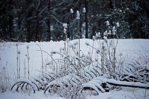 Alquiler Vacacional - Peaceful, Private Cabin overlooking the Clearwater River. Dbl occ rates