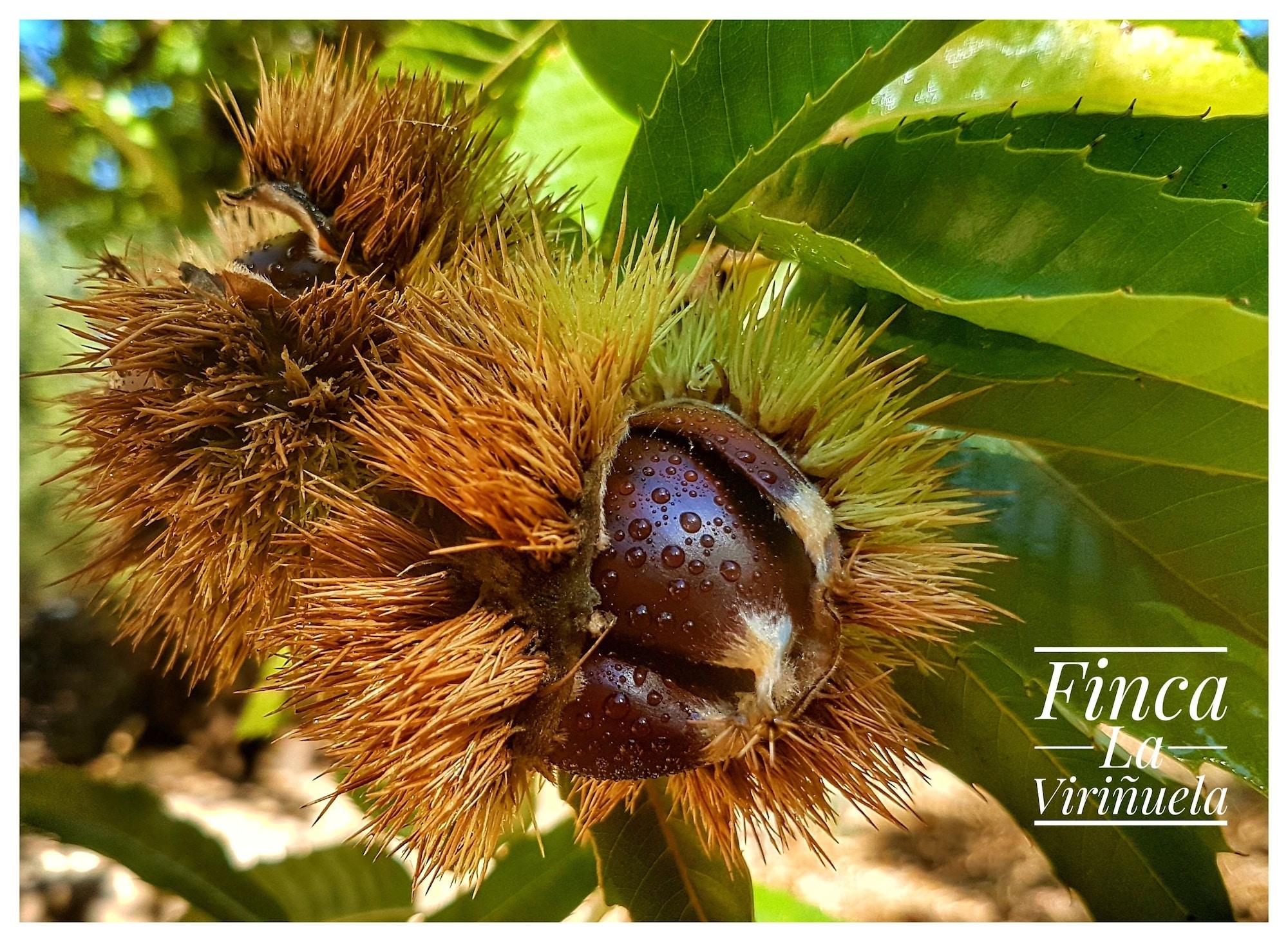 Varios Finca La Viriñuela