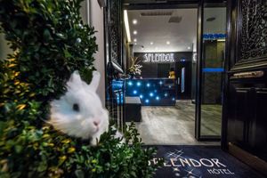 Alojamiento - Hôtel Splendor Elysées