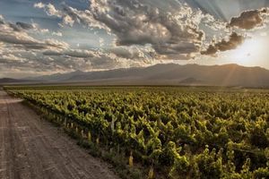Actividad - Viñedos y Bodegas Ruta del Vino