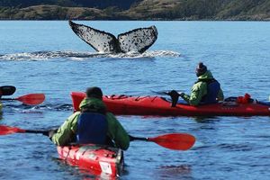 Actividad - Tour en kayak por el estrecho de Magallanes + Avistamiento de ballenas