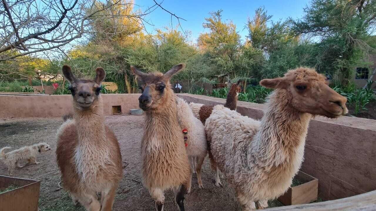 Varios Ckoi Atacama Lodge