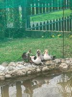 Alojamiento - Clusia Lodge