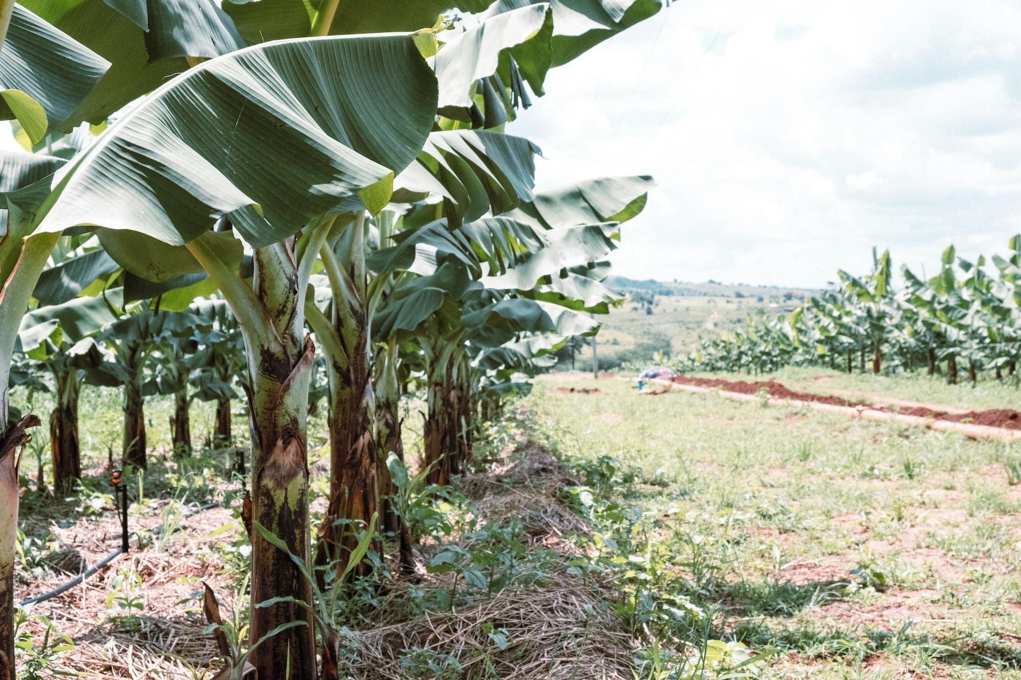 Instalaciones Recreativas Kumbali Country Lodge