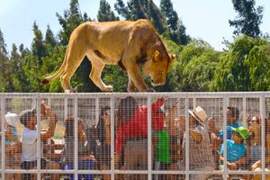 Actividad - Parque Safari, Experiencia Salvaje