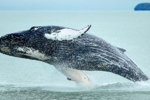Actividad - Avistamiento de ballenas + Nado con tortugas