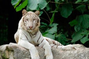 Actividad - Safari Nocturno en Chiang Mai - Entrada