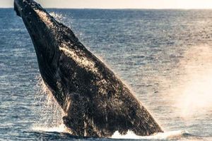 Actividad - Avistamiento de ballenas jorobadas en Kailua-Kona