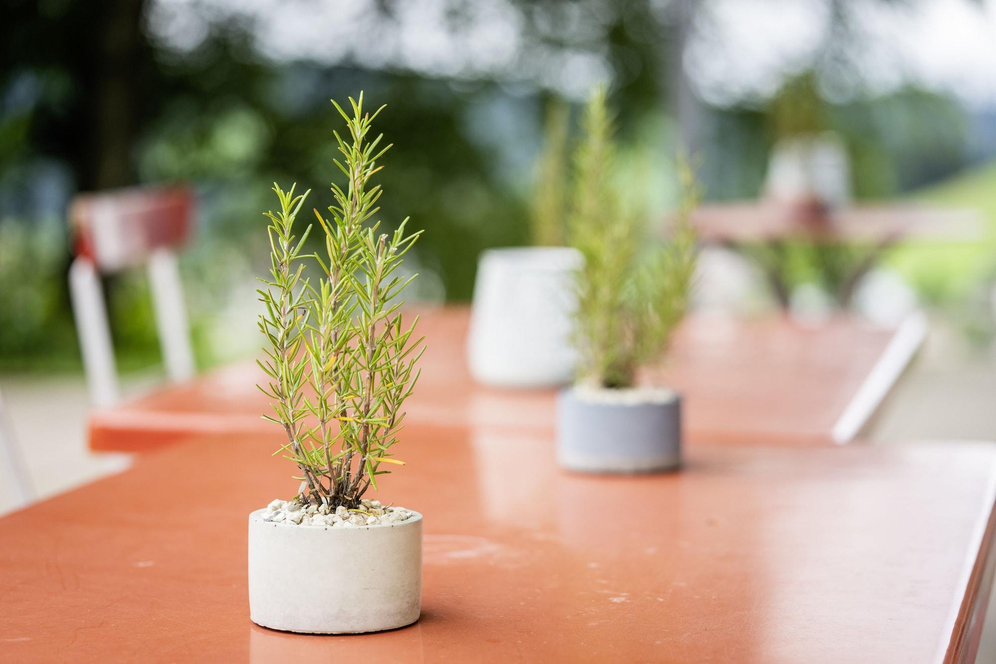 Vista Exterior Vegan Health Hotel Sonnenberg