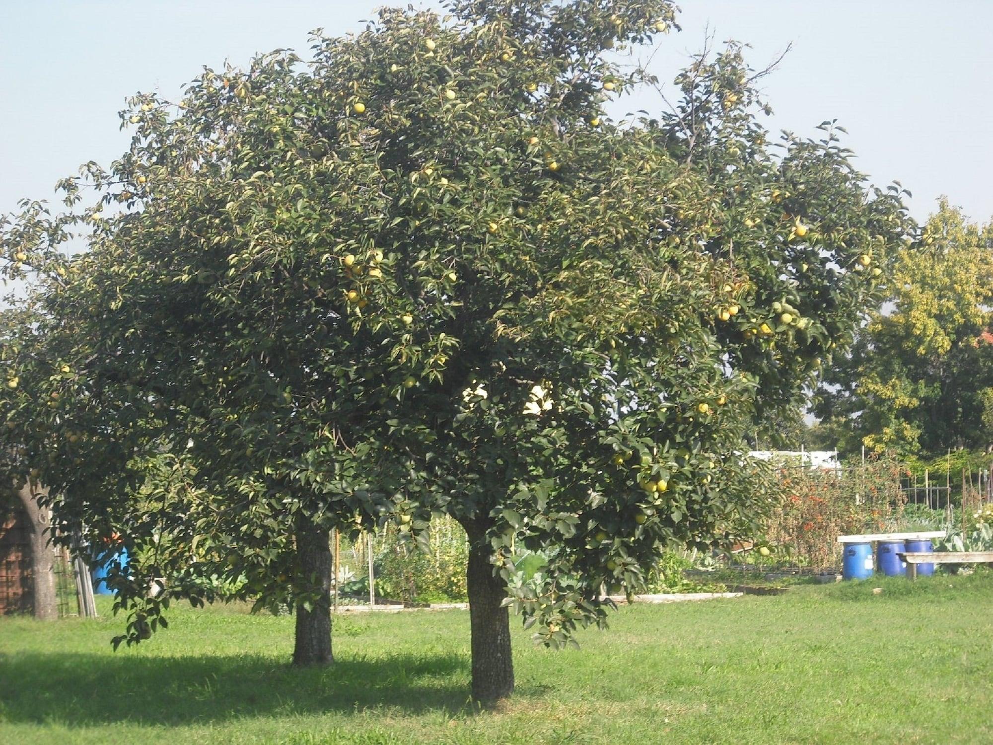 Comodidades del Alojamiento Casetta Bianca B&B