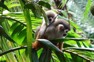 Actividad - Explore la Tierra de los Monos desde Punta Cana