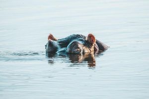 Actividad - Descubra Sun City y el Safari en la Reserva Natural de Pilanesberg - Excursión de día completo