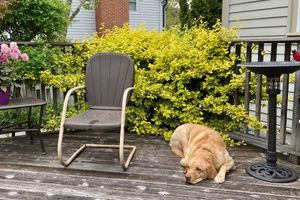 Alojamiento - Antique Slumber Old Town Bed & Breakfast