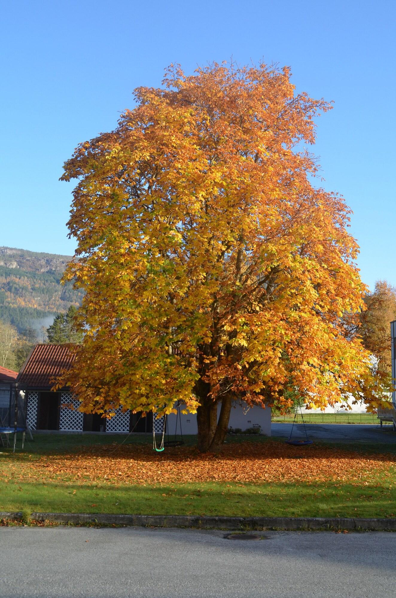 Vista Exterior Innvik Fjordhotel - Misjonheimen