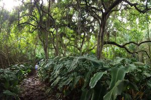 Actividad - Ko’olau Waterfall Hike - Half-Day Tour