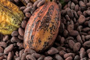 Actividad - Tour del cacao y el café