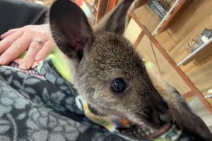 Alquiler Vacacional - Pitchfork - bring your family for a sleepover with our Giraffe!