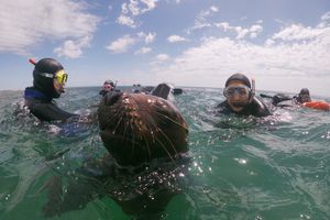 Actividad - Snorkeling con Lobos Marinos en Puerto Madryn