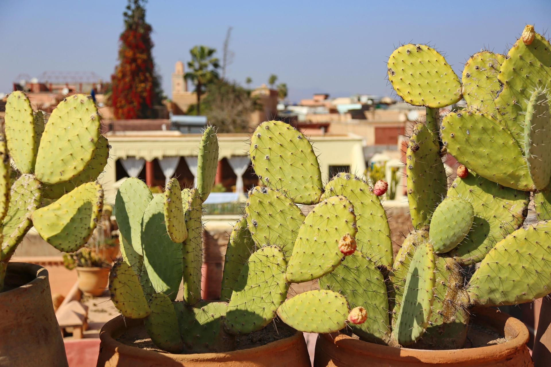 Varios Riad Marrakiss