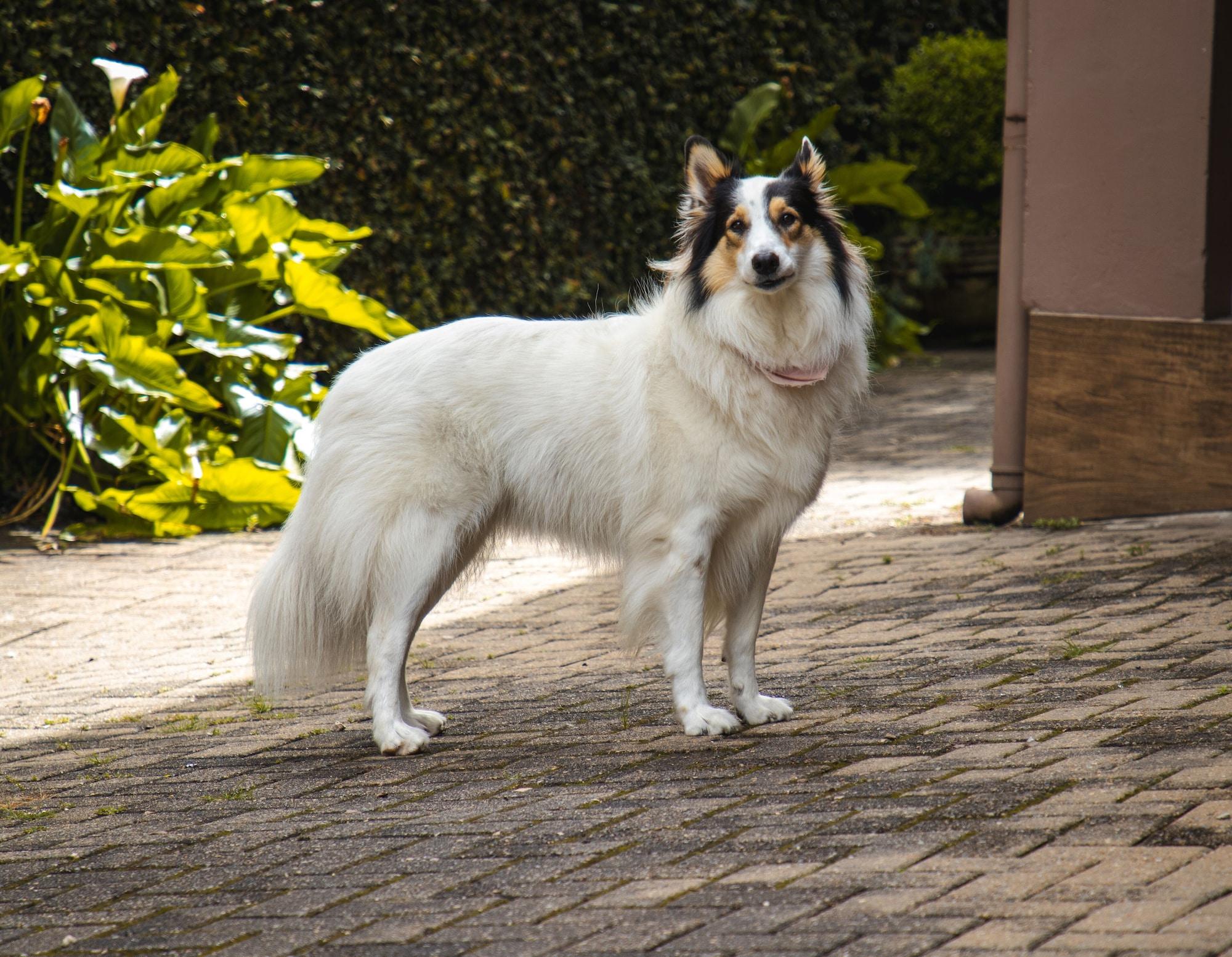 Comodidades del Alojamiento Pousada das Araucárias