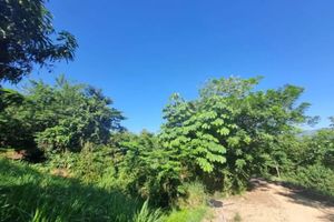 Alojamiento - Selva Serena