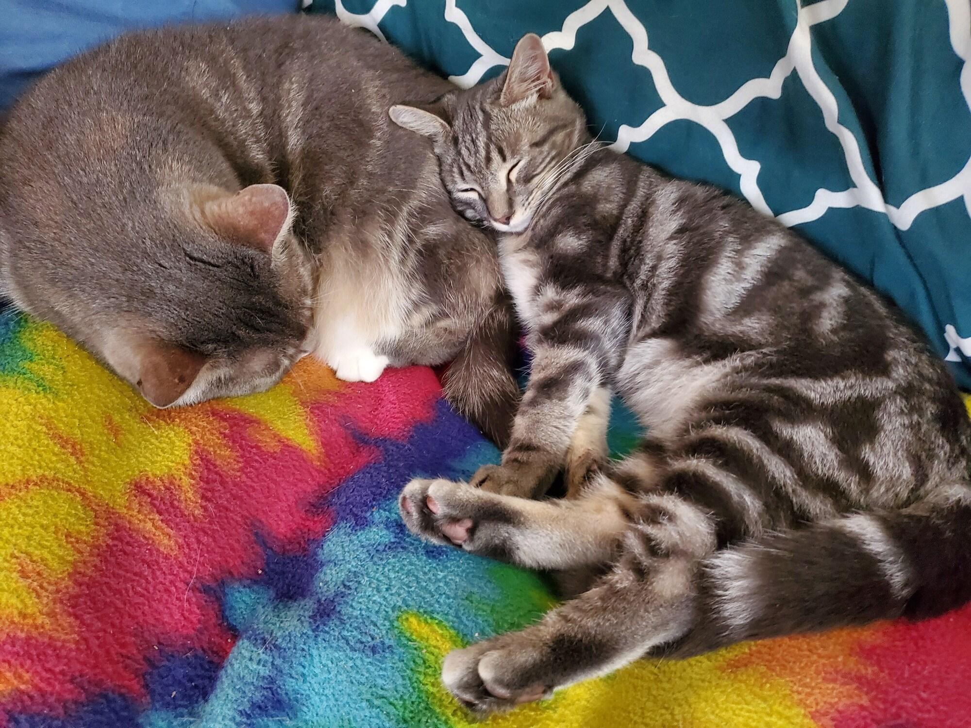 Vista Lobby The One Cat B&B