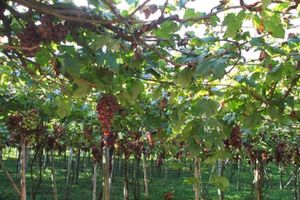 Actividad - Ruta del vino y caña de azucar