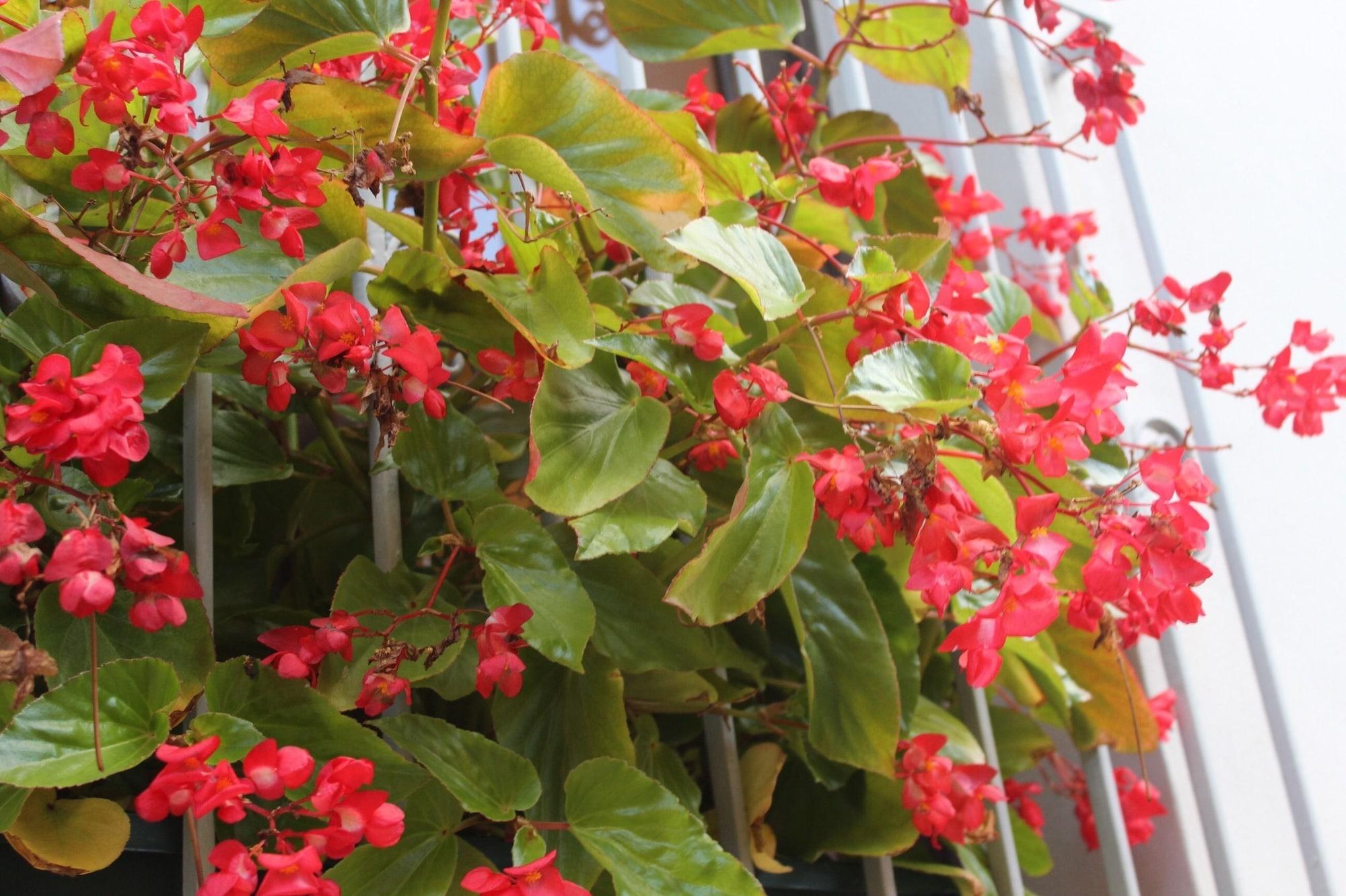 Vista Exterior Hotel dei Tigli