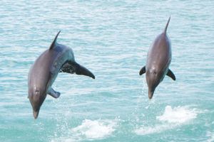 Actividad - Dolphin Royal Swim en Montego Bay