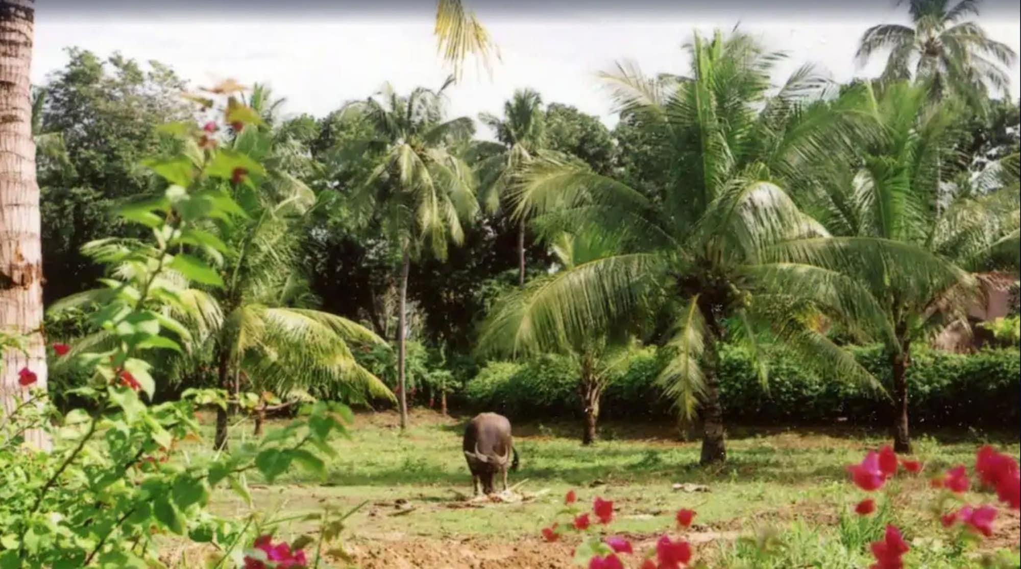 Vista Exterior Pulchra - Philippines