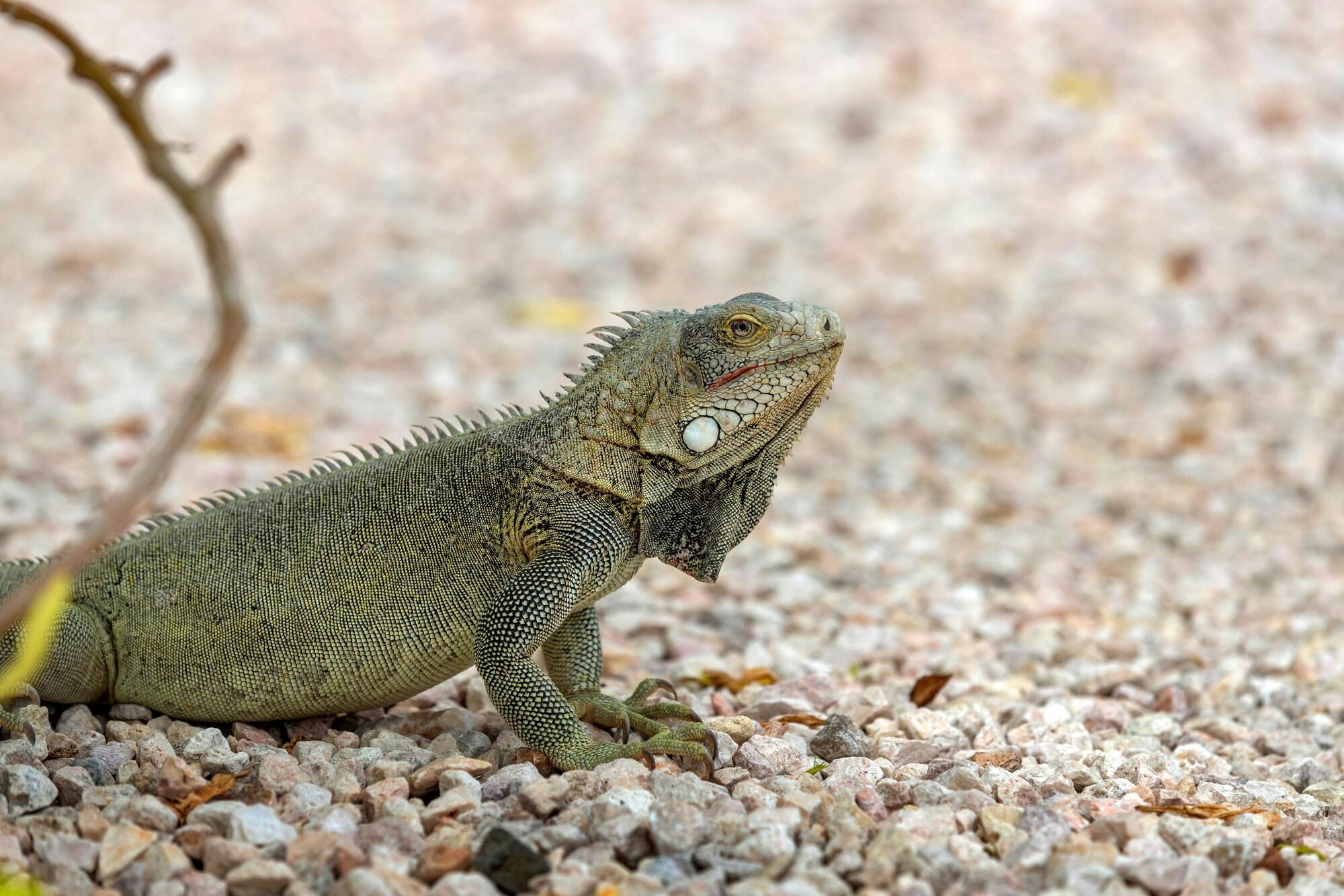 Vista Exterior Grand Windsock Bonaire