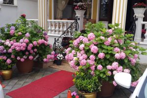 Alojamiento - Termal Elit Hotel