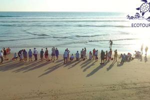 Actividad - Liberación de tortugas en Ixtapa Zihuatanejo