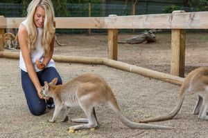 Actividad - Excursión de un día completo a las Montañas Azules con todo incluido