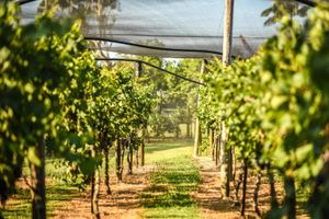 Actividad - Tour de vino de Martinborough de día completo