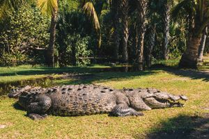 Actividad - Santuario de cocodrilos y tortugas