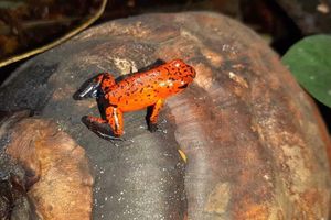 Alojamiento - Hostal Y Cabinas Anita