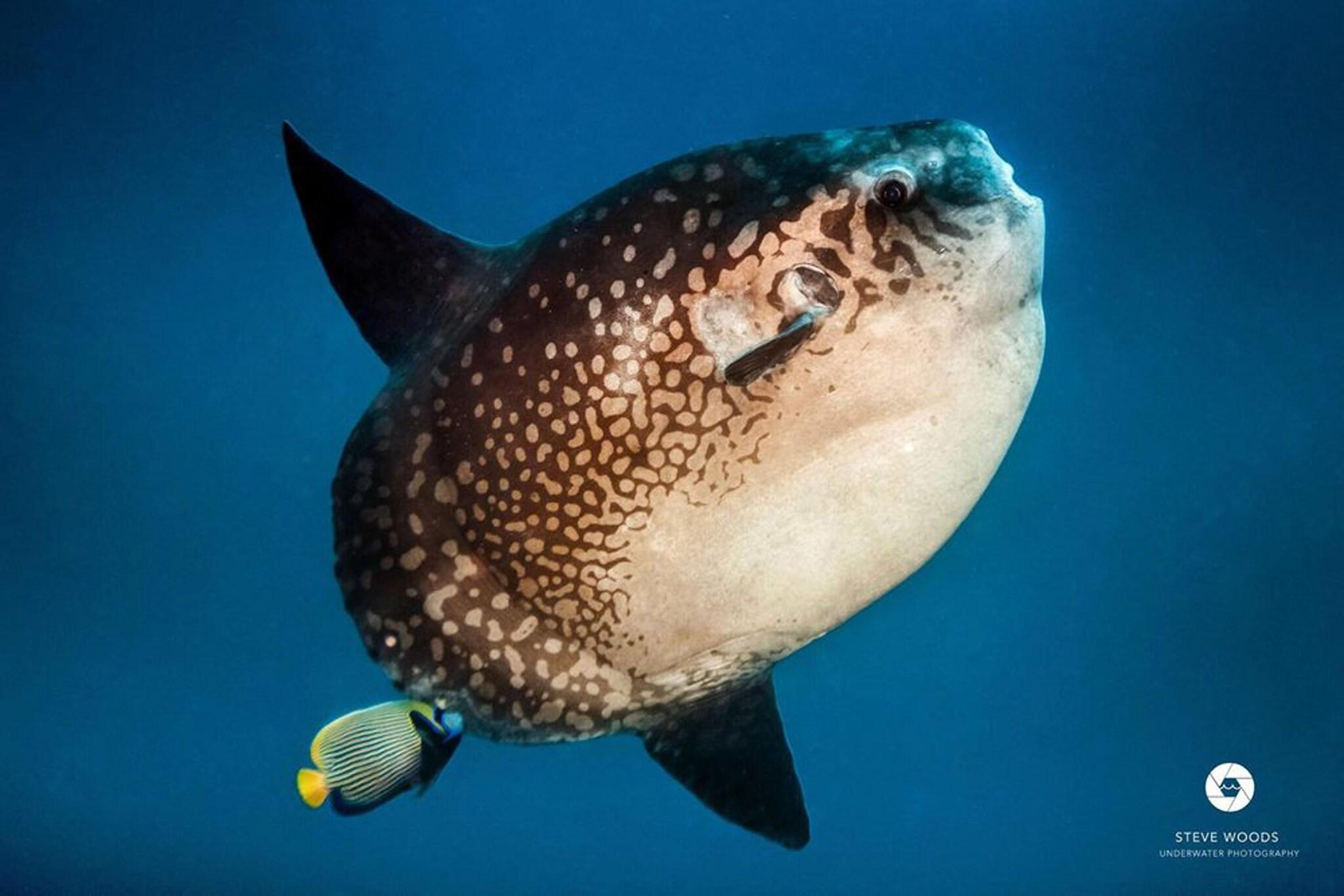 Instalaciones Recreativas Nyuh Gading Home Stay Lembongan