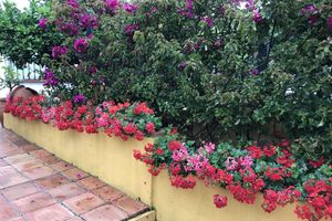 Alojamiento - Apartaluz Marbella Costabella